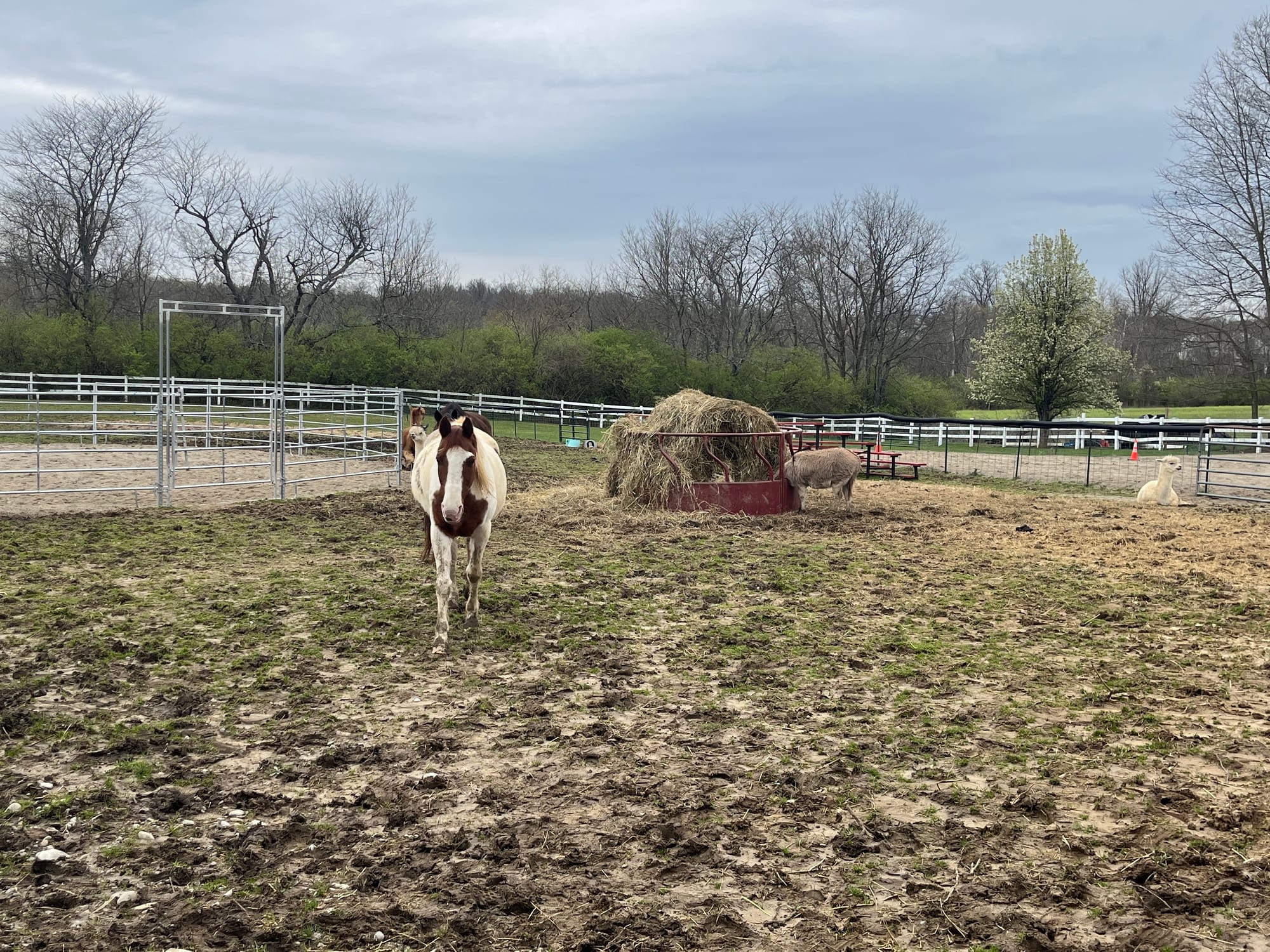 A horse faces the camera in a pasture