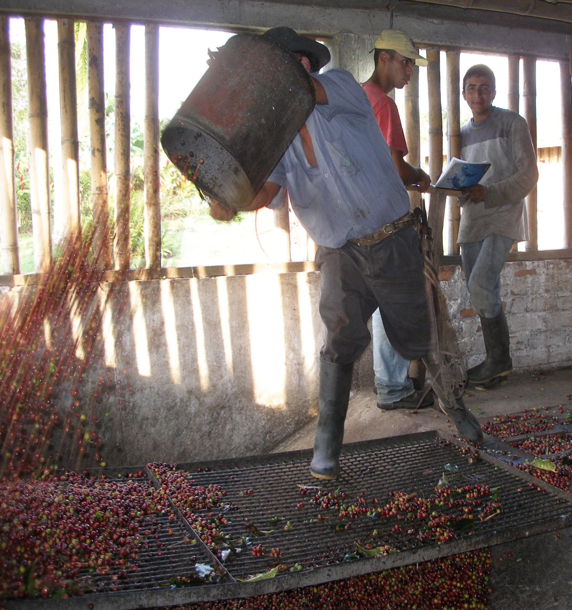 A farmer dumps a bin of red “coffee cherries."
