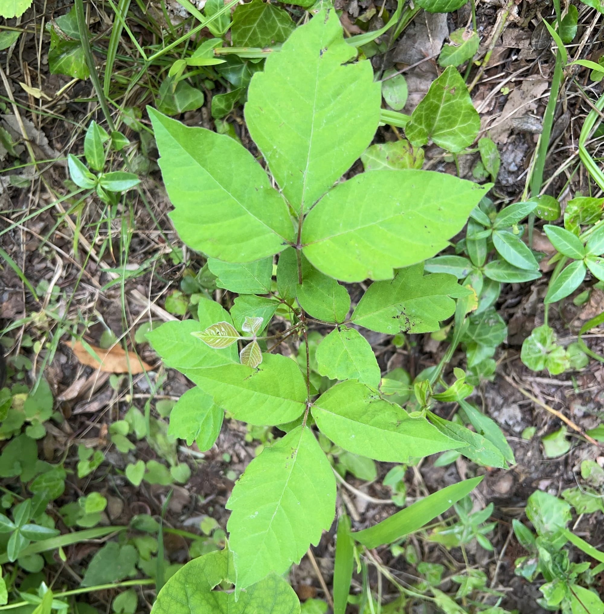 Poison ivy plant grows from the ground