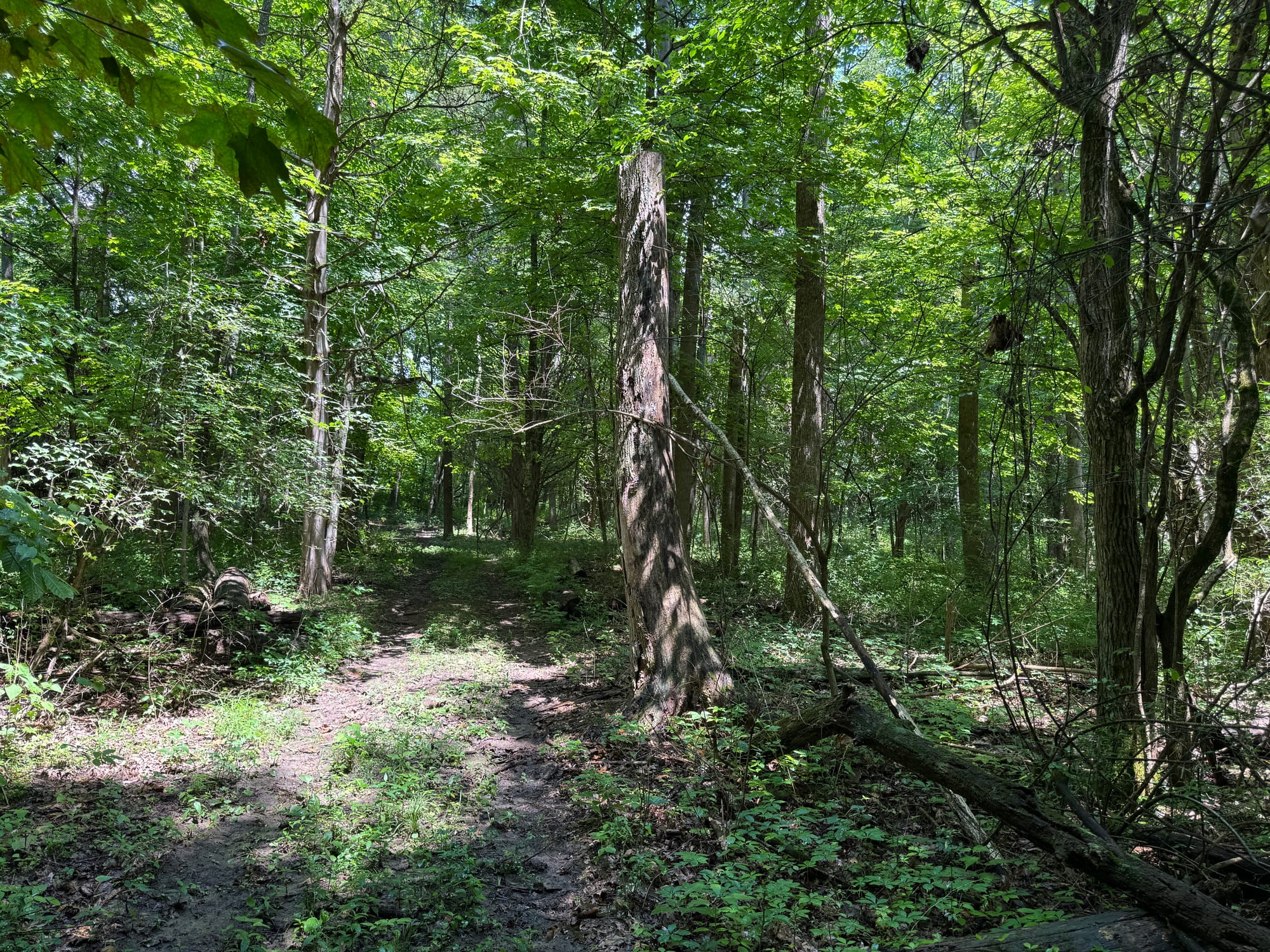 The Kinne’s forest contains oak, hickory and ash trees among others. 