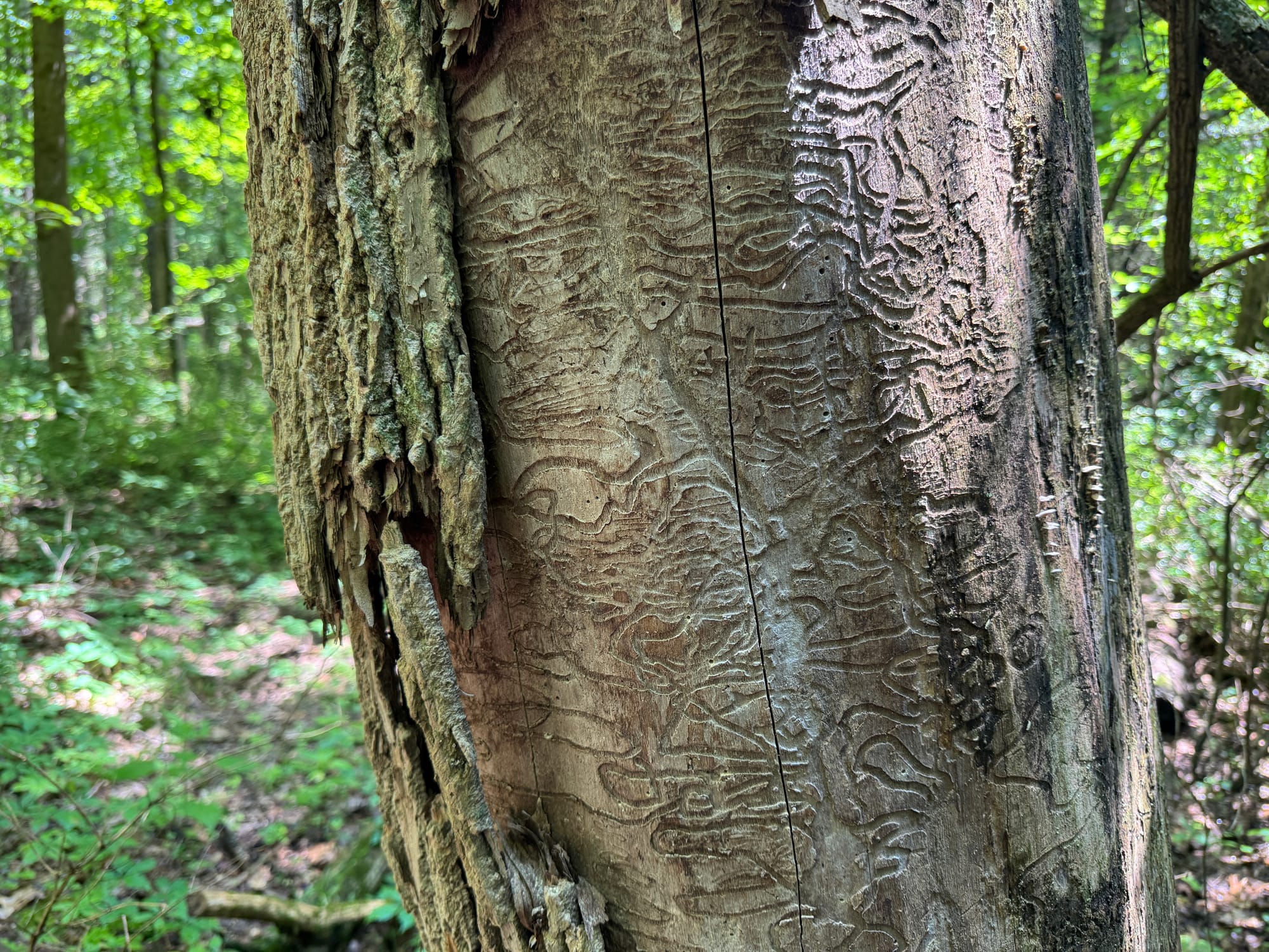 Emerald ash borers eat through the inside of an ash tree in a zigzag pattern, cutting off resources and killing the tree