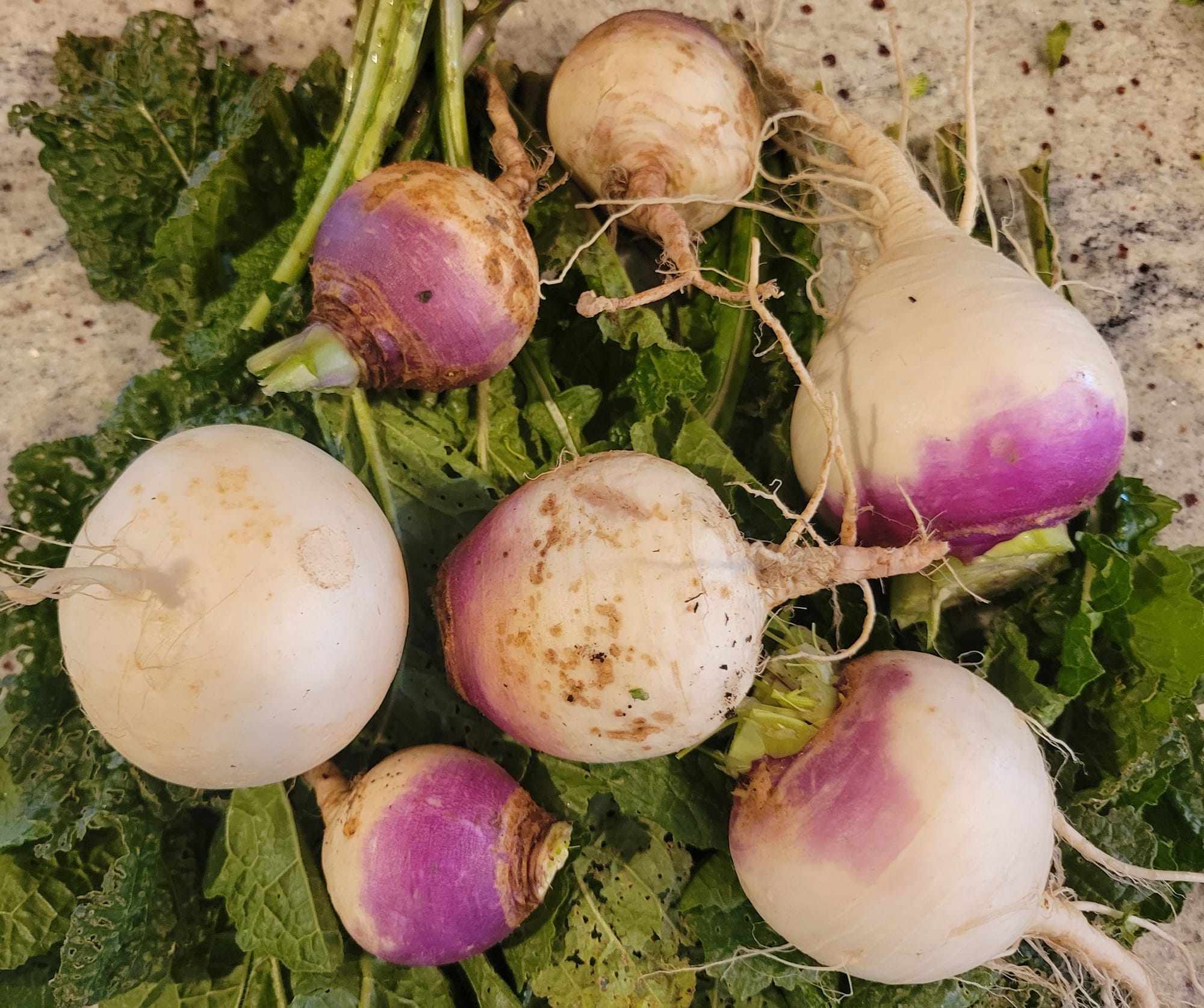 White and purple turnips at Oxford’s Farmers Market.