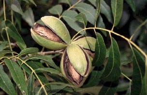 Oklahoma State University Extension Service photo of pecans ready for harvest.