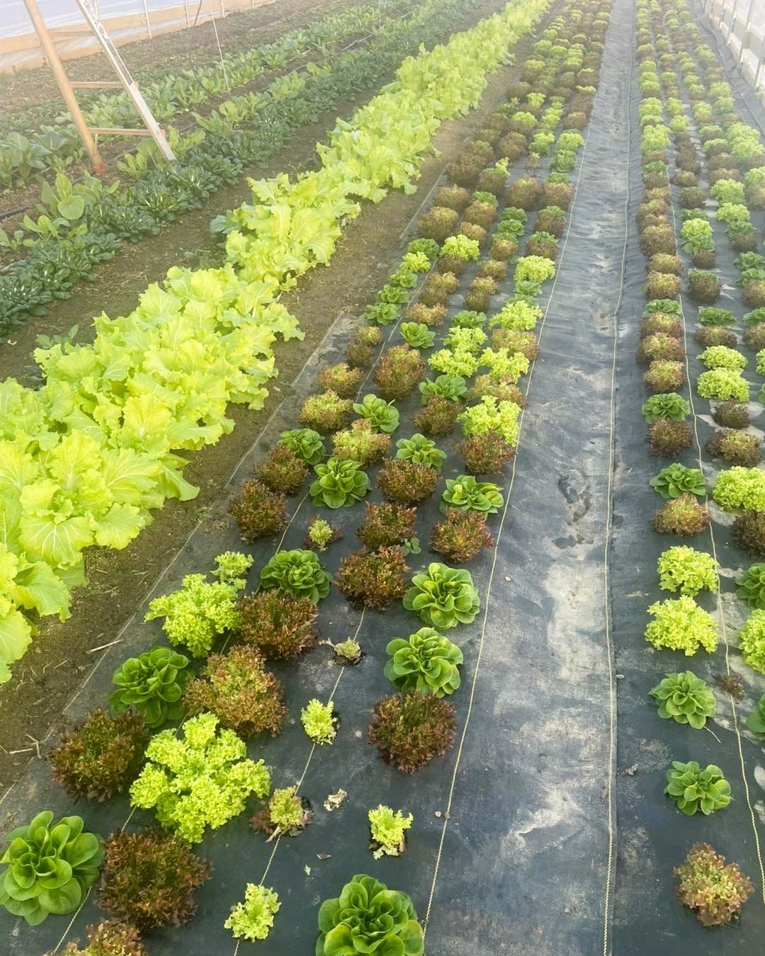 7 Wonders Farm Asian greens growing. 