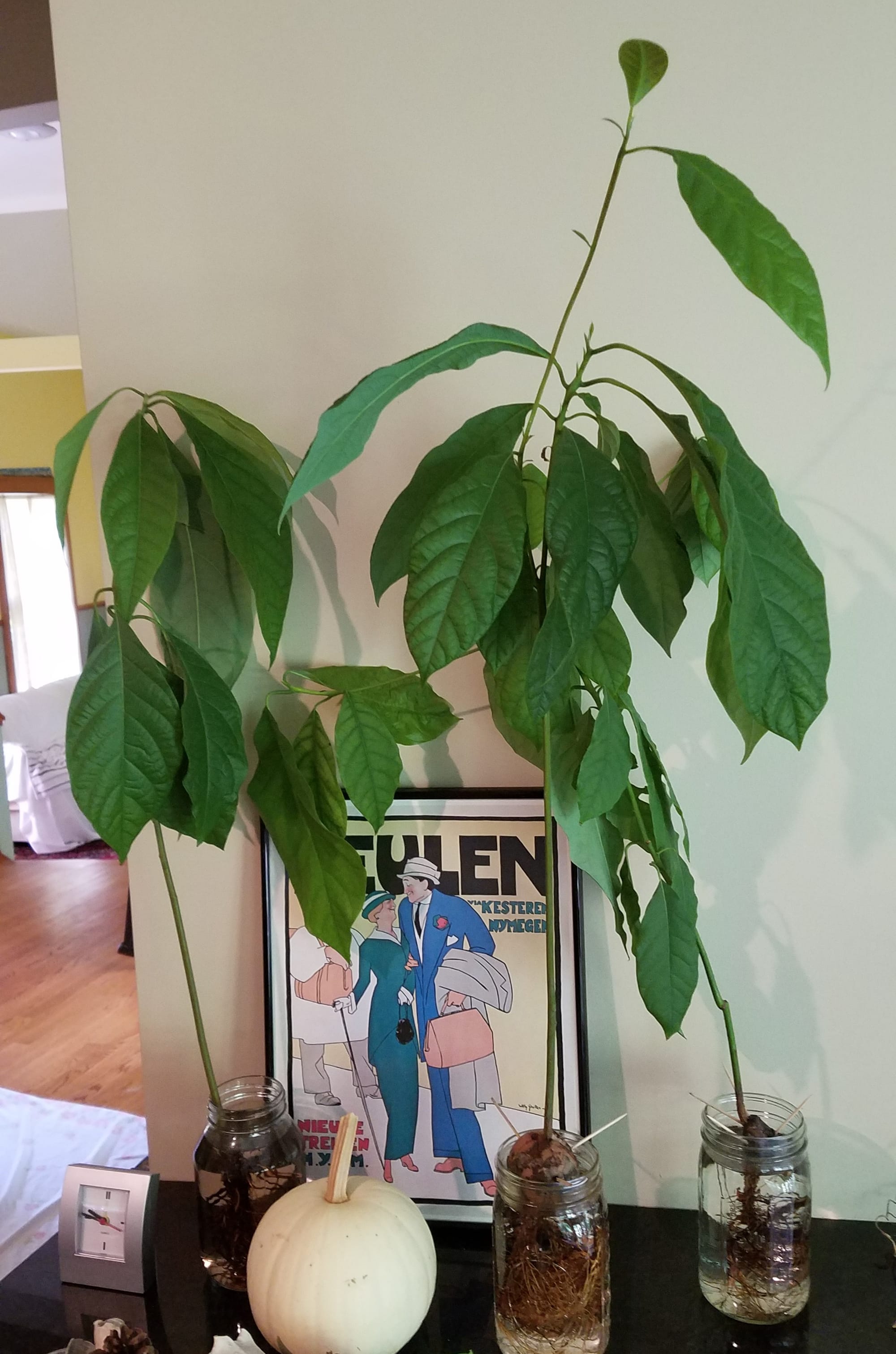 Florida avocado seeds sprouted into house plants.