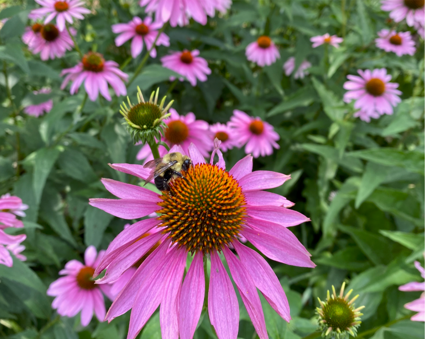 A cone flower.