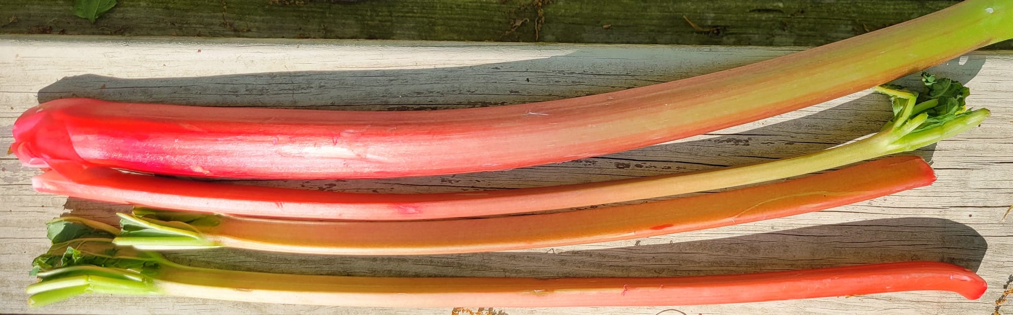 Rhubarb from Johnson Family Farm