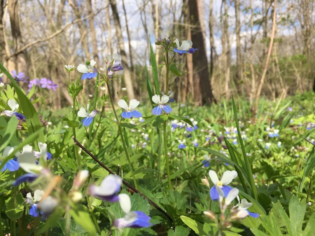 Silvoor Stories: Patience and peak bloom