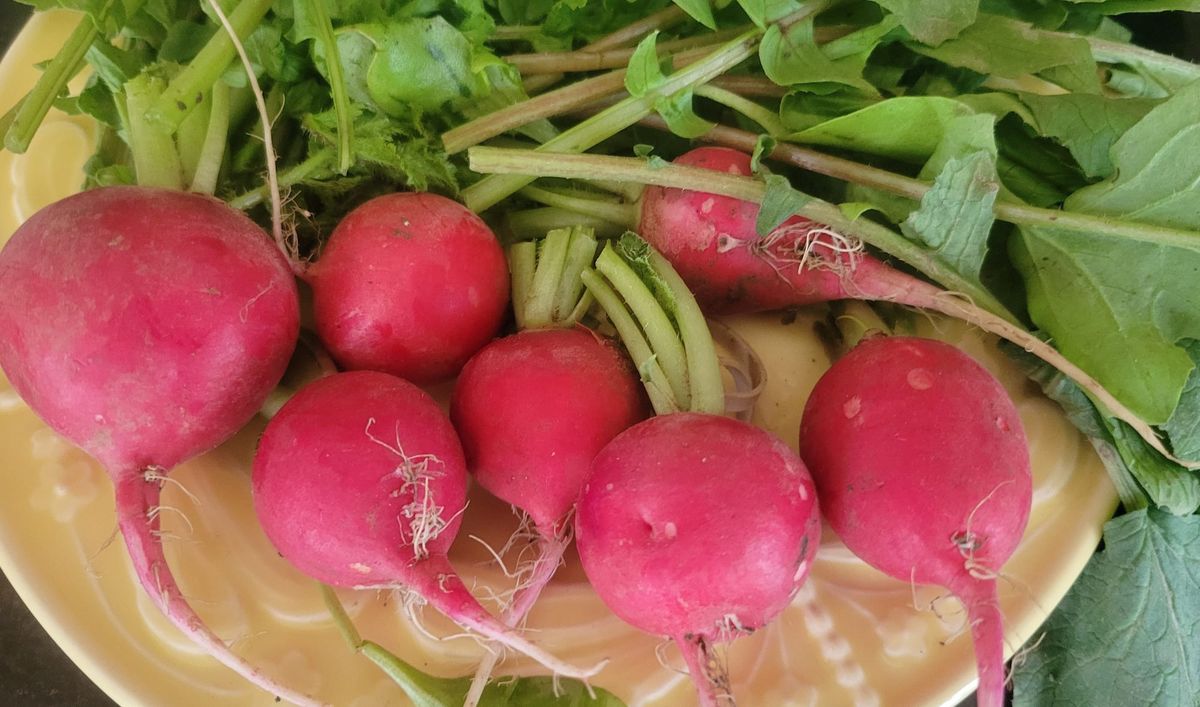On My Plate: Radishes