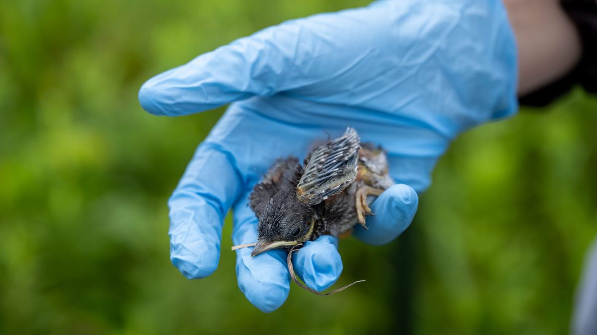 Miami University’s Ecology Research Center studies parasites and birds