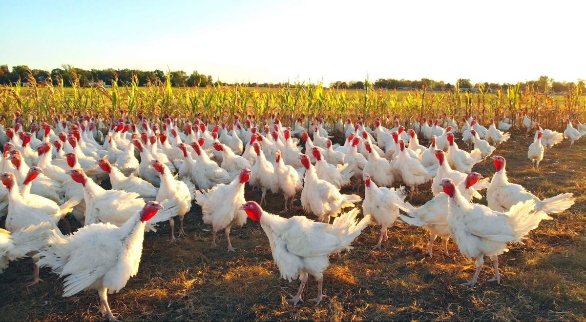 Thanksgiving Turkeys
