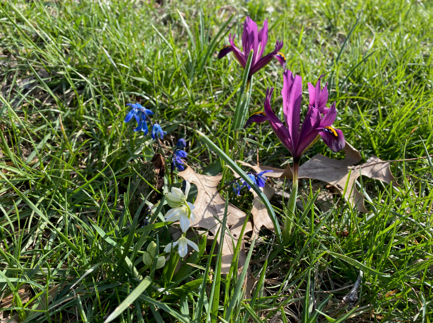 Spring bulbs: A gift for your future self