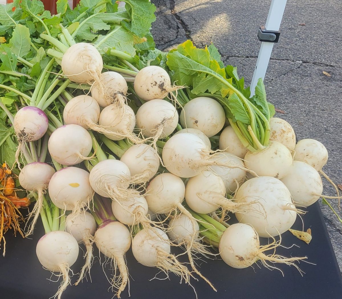On My Plate: Turnips