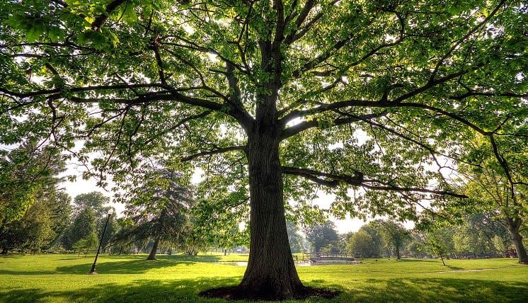 Upgrade your trees