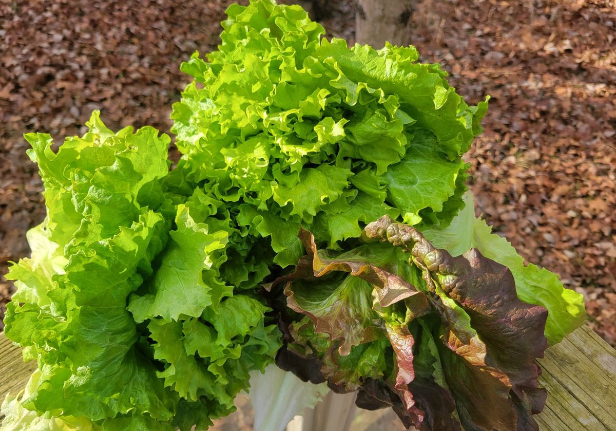 On My Plate: Lettuce