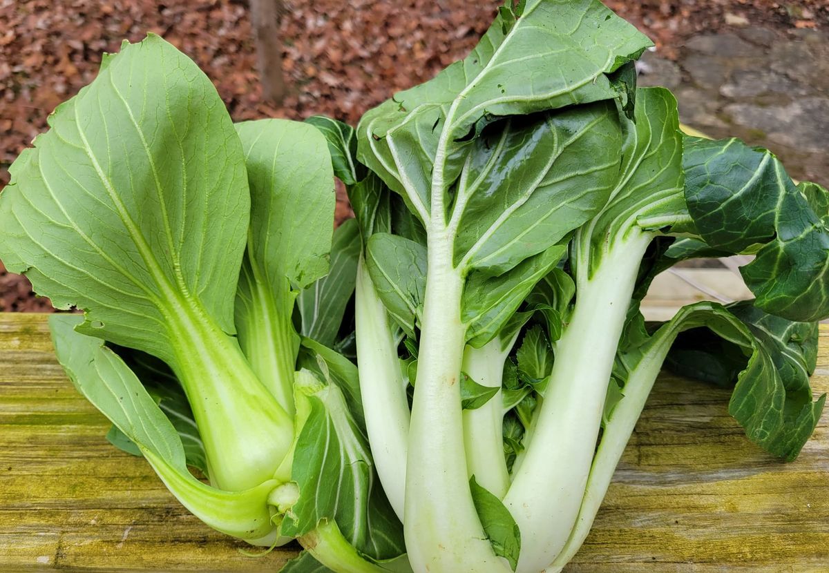 On My Plate: Bok Choy