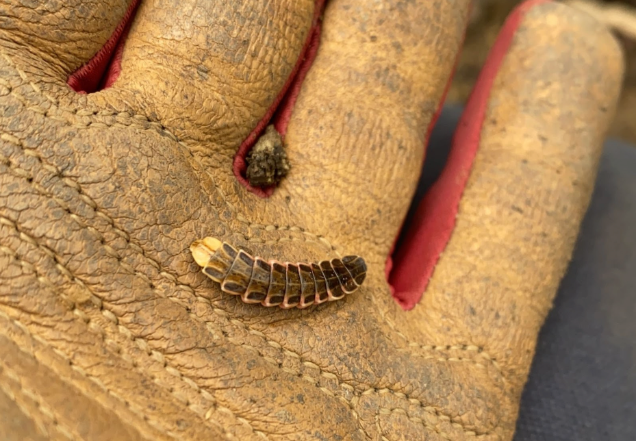 Wild Ones 101: Spring garden clean up methods that support pollinators
