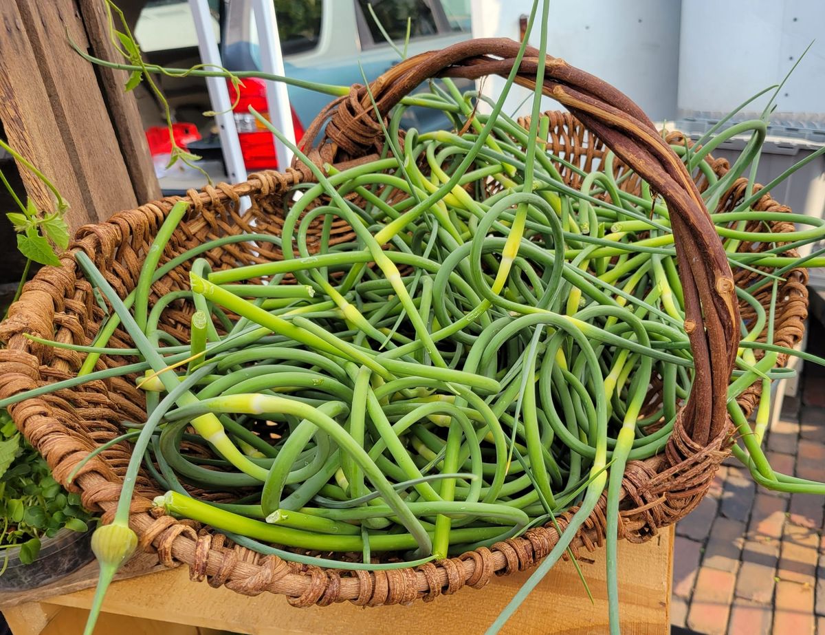 On My Plate: Scapes