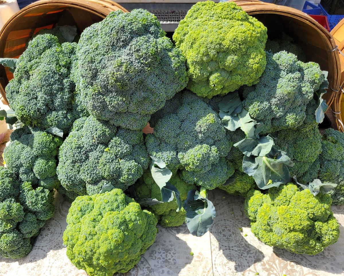 On My Plate: Broccoli