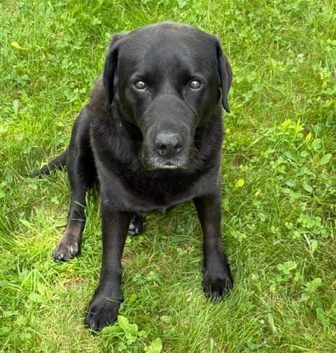 Observations: The dog theme