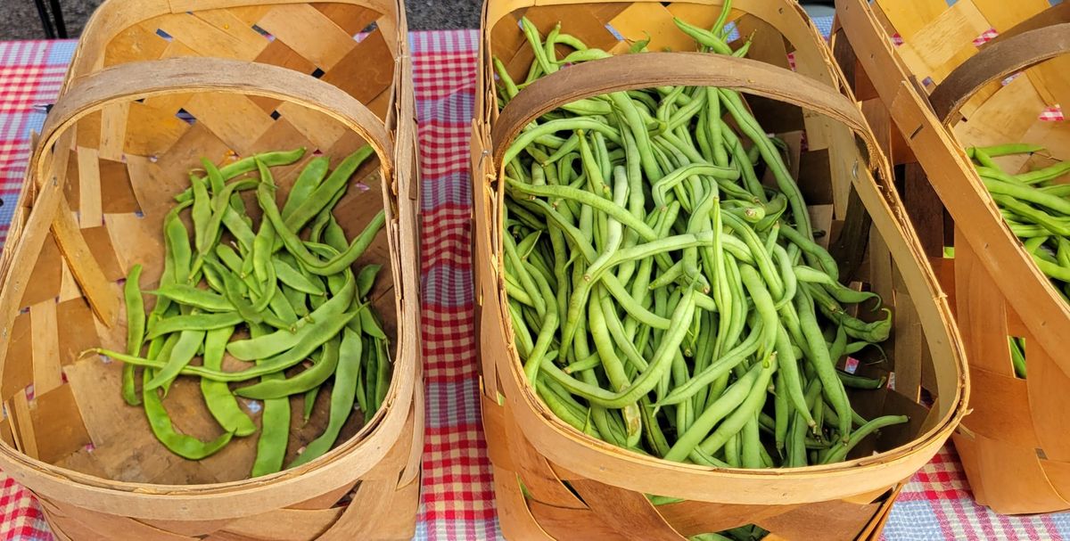 On My Plate: Romano (Italian) beans