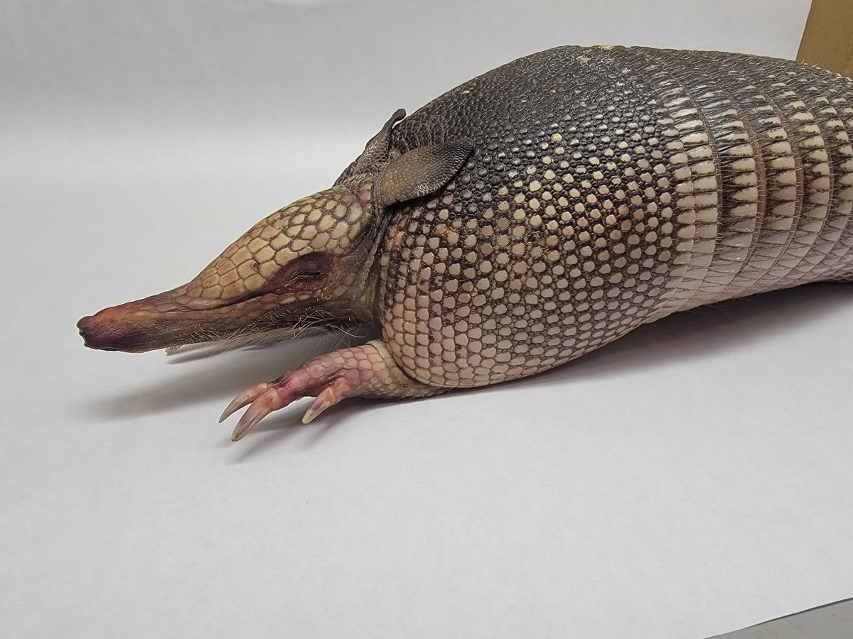 An armadillo in Oxford offers clues on climate change