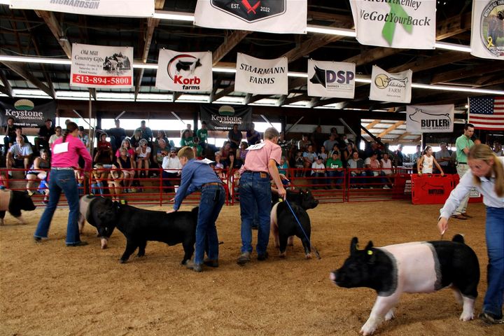 Four kids show their pigs by tapping on them with plastic sticks to show in front of a crowd at the Butler County Fair. 