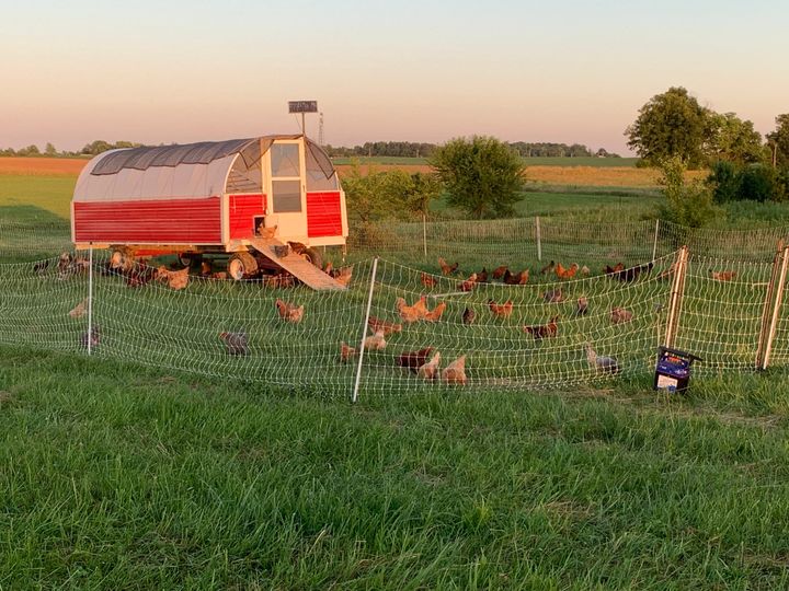 Dozens of chickens roam in an fenced in outdoor area