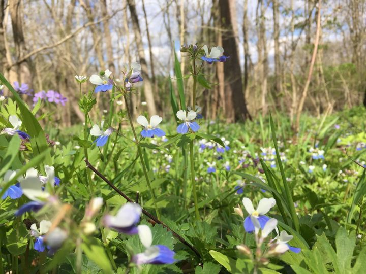 Silvoor Stories: Patience and peak bloom