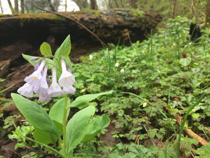Flowers on the forest floor