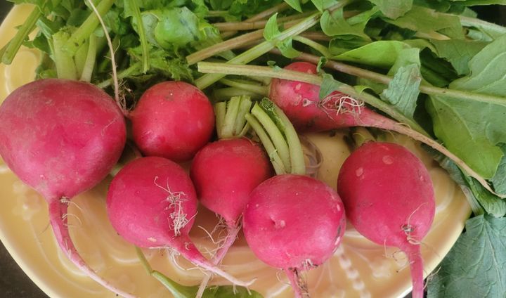 Several radishes on a plate