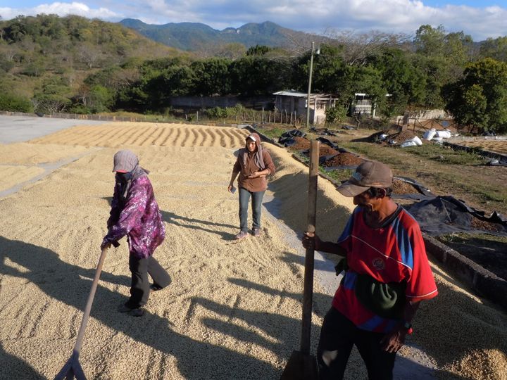 Coffee farmers harvesting from a field