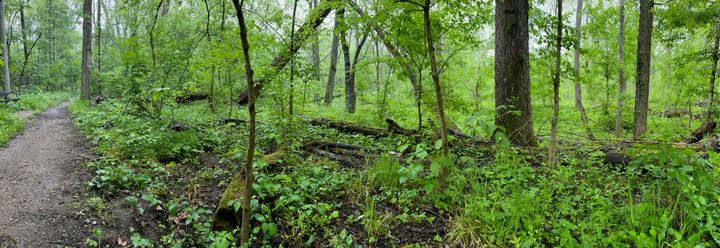 Silvoor Stories: Reflections for a time of transition