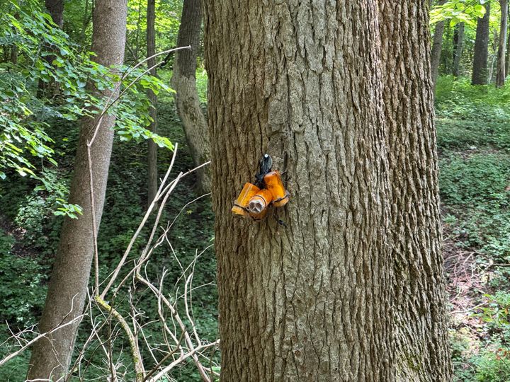 A orange wasp capsule attached to a tree.