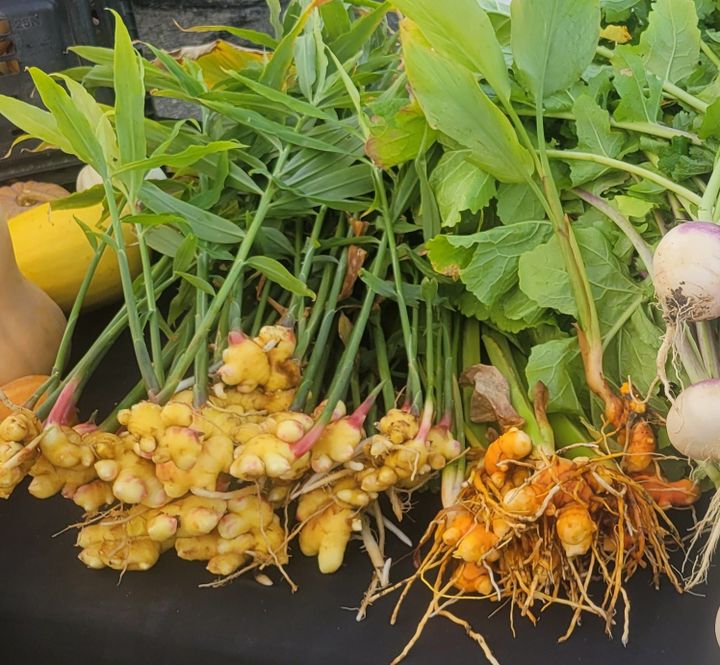 On My Plate: Ginger and Turmeric