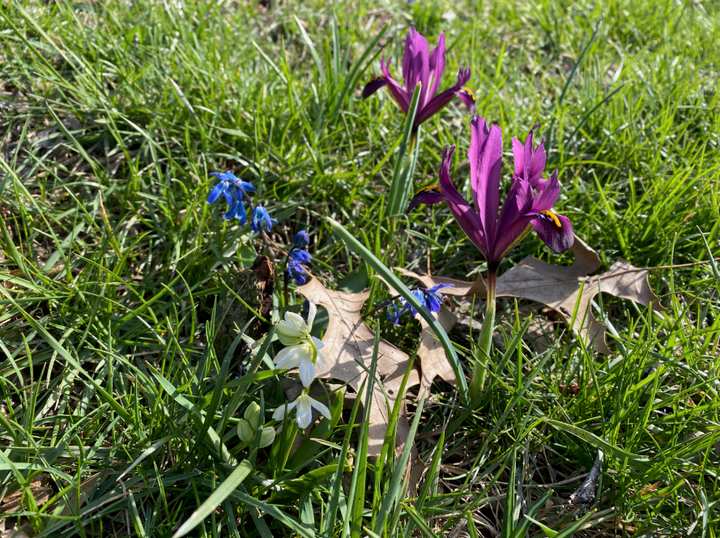 Spring bulbs: A gift for your future self