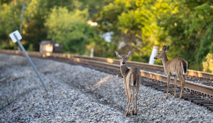Two white-tailed deer make their way down train tracks in Oxford