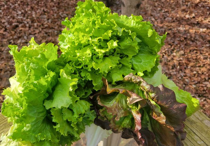 Green lettuce