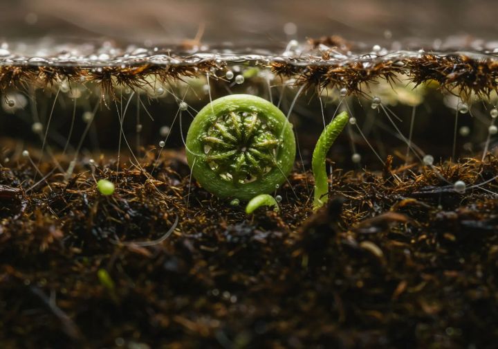 2025’s Rewilding wrapped