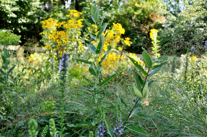 A common mullein