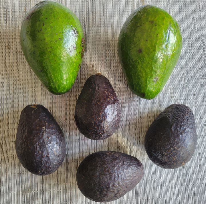 Florida and Hass avocados.