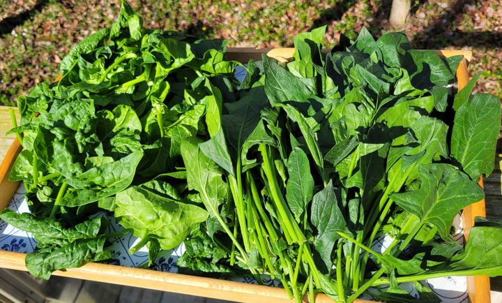 Savoy and flat-leaf spinach from 7 Wonders Farm.