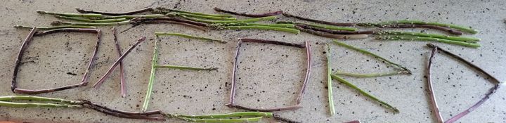 Local green and purple asparagus.