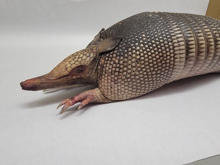 An armadillo in Oxford offers clues on climate change