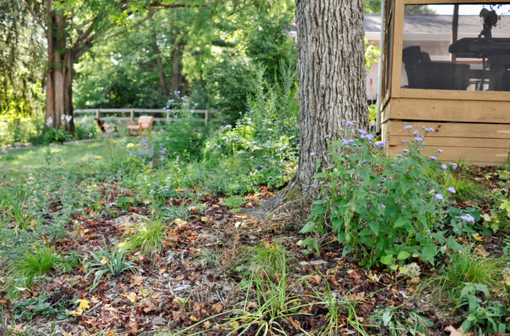 Wild Ones 101: Bumping up biodiversity with soft landings