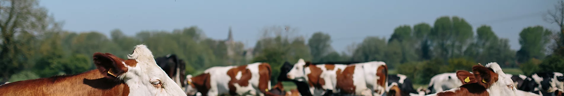 Raw Milk Producers Association
