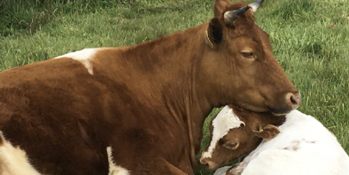 Educational Resources