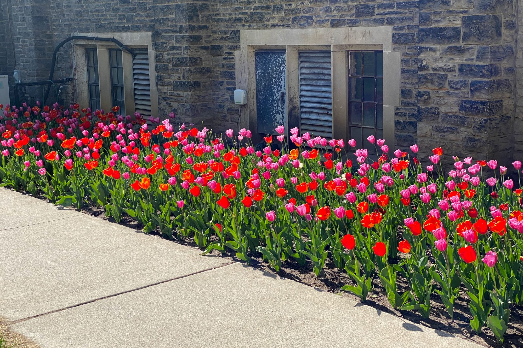 Long flowerbed packed with red and pink tulips in bloom.