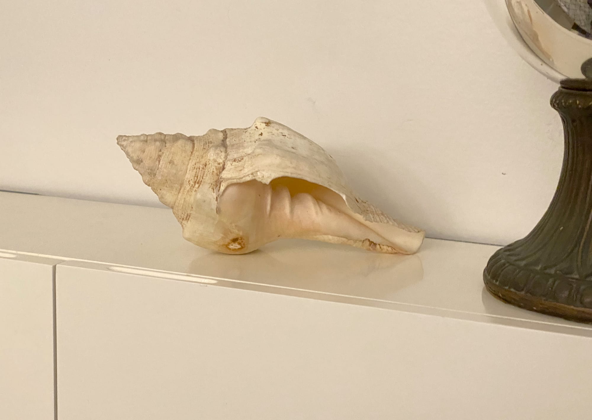 Seashell on the top surface of a cabinet.