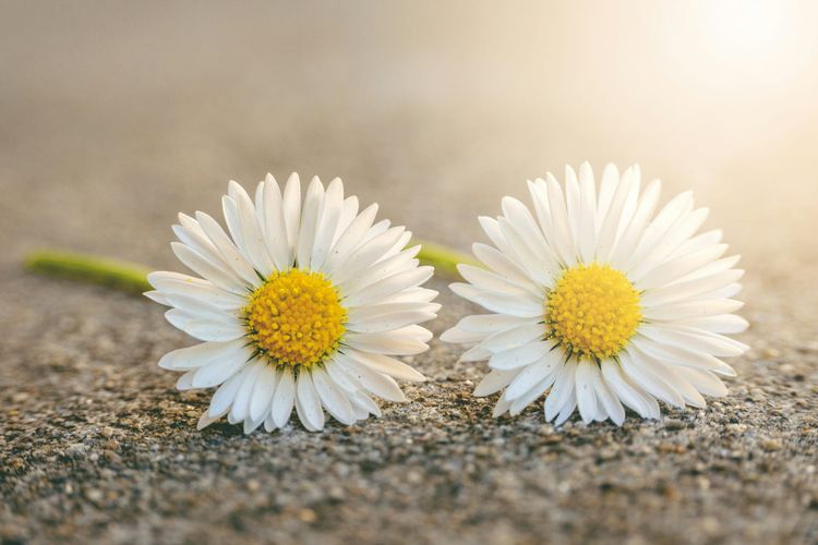 Two daisies laying on the ground, their blooms facing us.